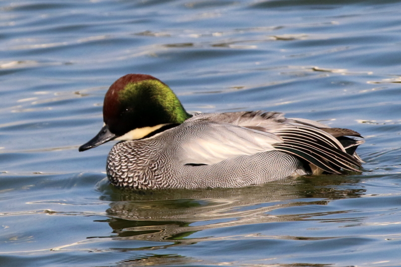 f:id:digibirds:20160109171222j:image f:id:digibirds:20160109171222j:image