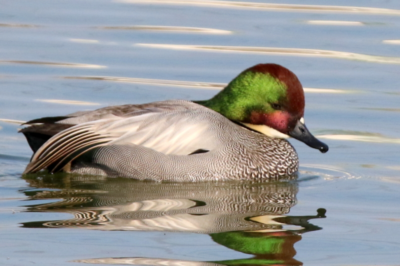 f:id:digibirds:20160109171236j:image f:id:digibirds:20160109171236j:image