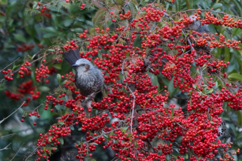 f:id:digibirds:20160111173528j:image