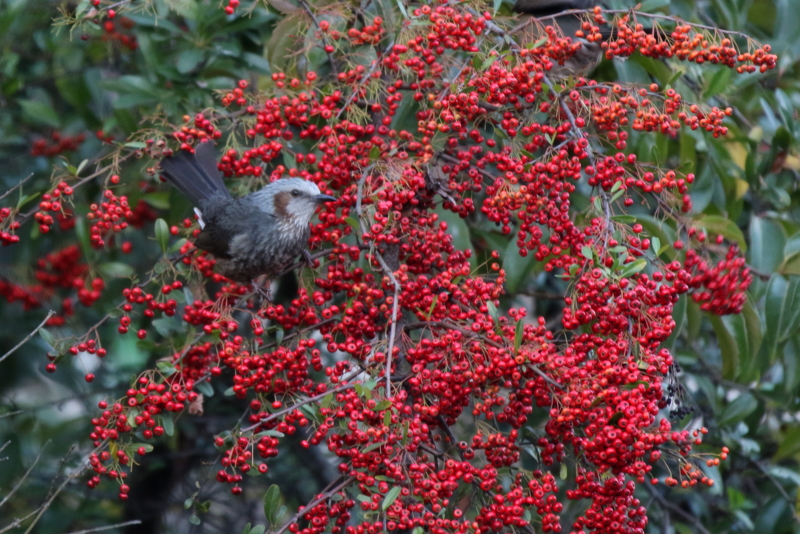 f:id:digibirds:20160111173546j:image