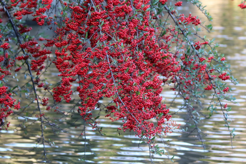 f:id:digibirds:20160111173606j:image