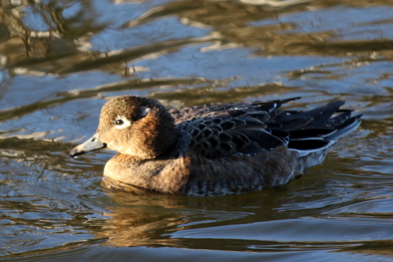 f:id:digibirds:20160115103748j:image f:id:digibirds:20160115103748j:image