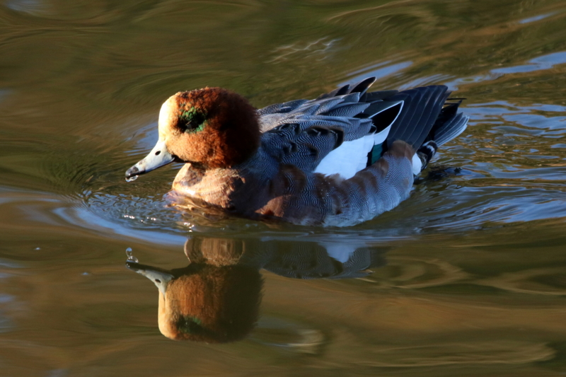f:id:digibirds:20160115103827j:image f:id:digibirds:20160115103827j:image