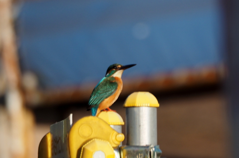 f:id:digibirds:20160115194300j:image