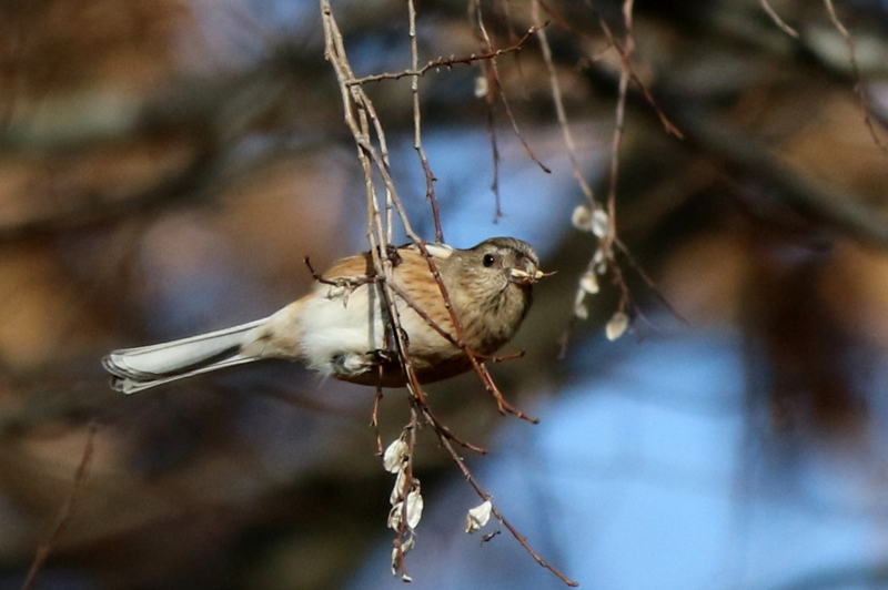 f:id:digibirds:20160117181417j:image f:id:digibirds:20160117181417j:image