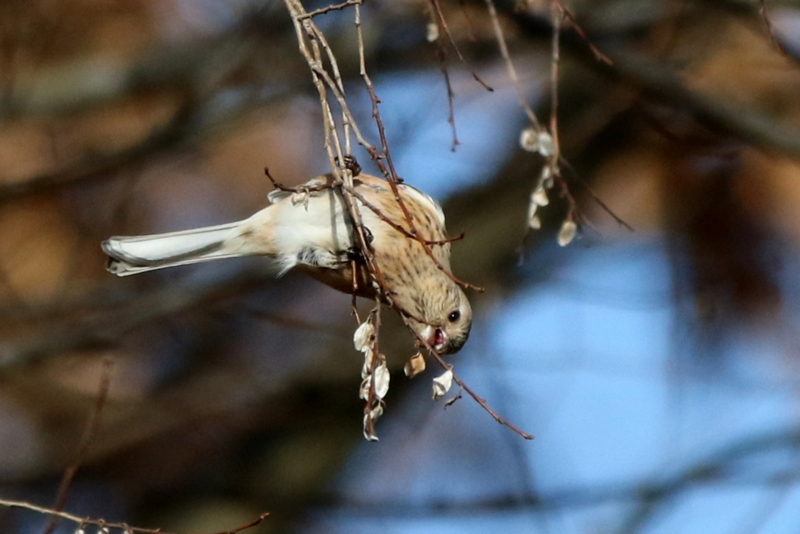f:id:digibirds:20160117181420j:image f:id:digibirds:20160117181420j:image