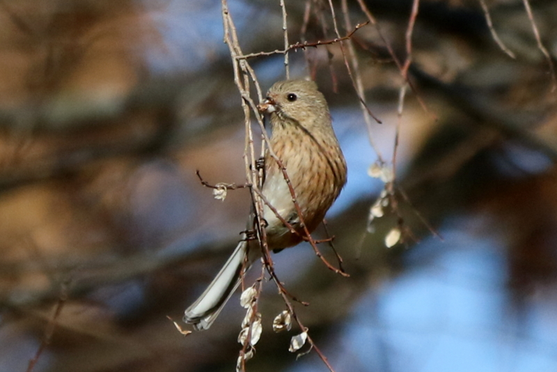 f:id:digibirds:20160117181429j:image f:id:digibirds:20160117181429j:image
