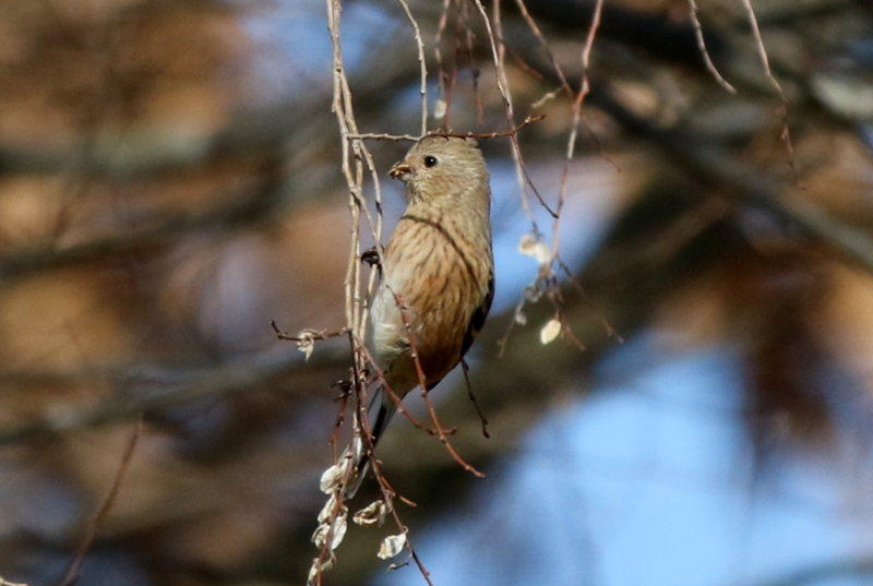 f:id:digibirds:20160117181432j:image f:id:digibirds:20160117181432j:image
