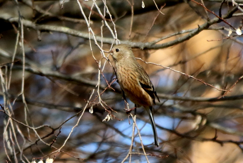 f:id:digibirds:20160117181440j:image f:id:digibirds:20160117181440j:image