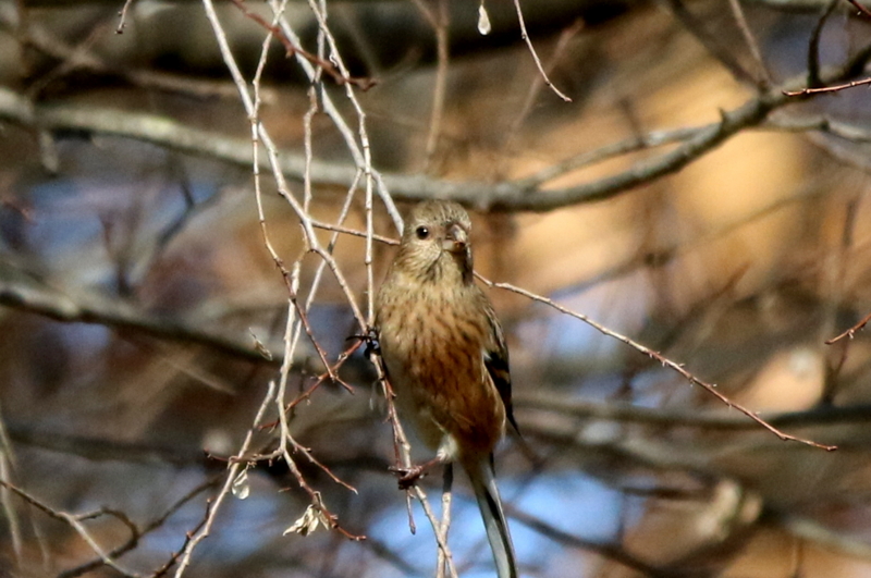 f:id:digibirds:20160117181538j:image f:id:digibirds:20160117181538j:image