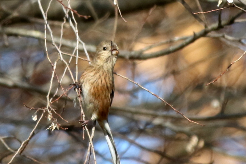 f:id:digibirds:20160117181541j:image f:id:digibirds:20160117181541j:image