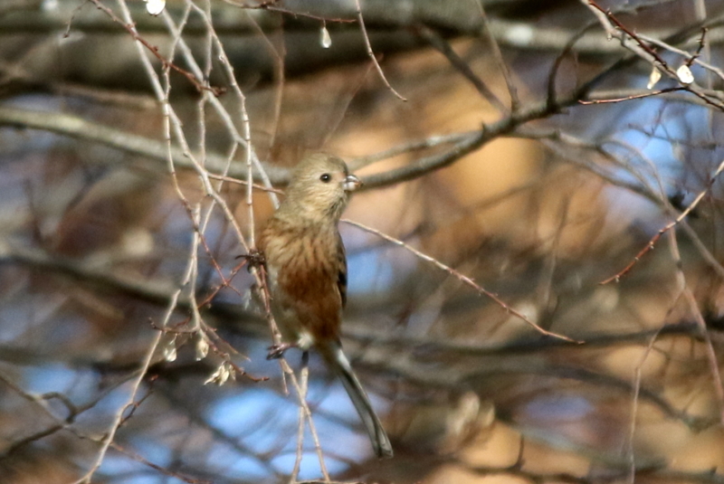 f:id:digibirds:20160117181544j:image f:id:digibirds:20160117181544j:image