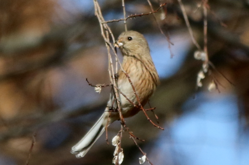 f:id:digibirds:20160117181547j:image f:id:digibirds:20160117181547j:image