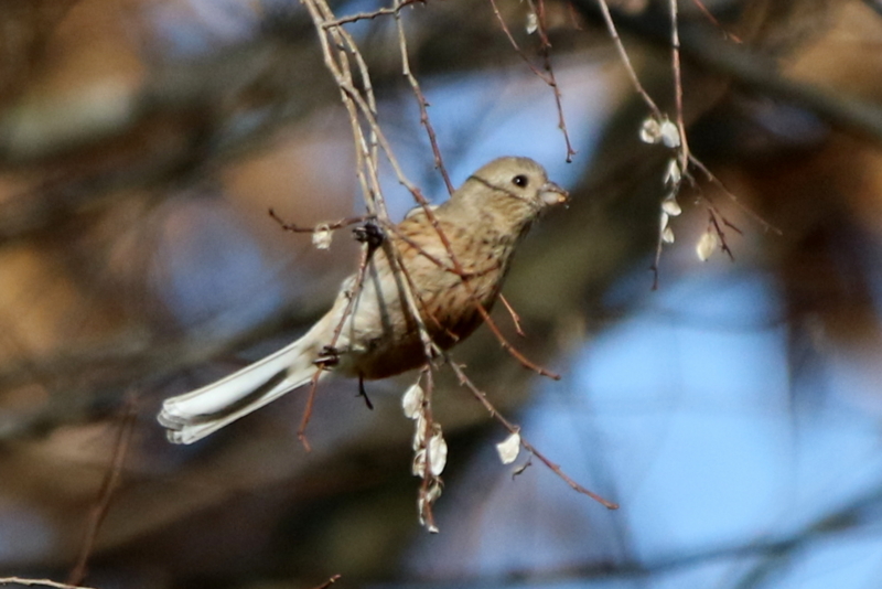 f:id:digibirds:20160117181550j:image f:id:digibirds:20160117181550j:image