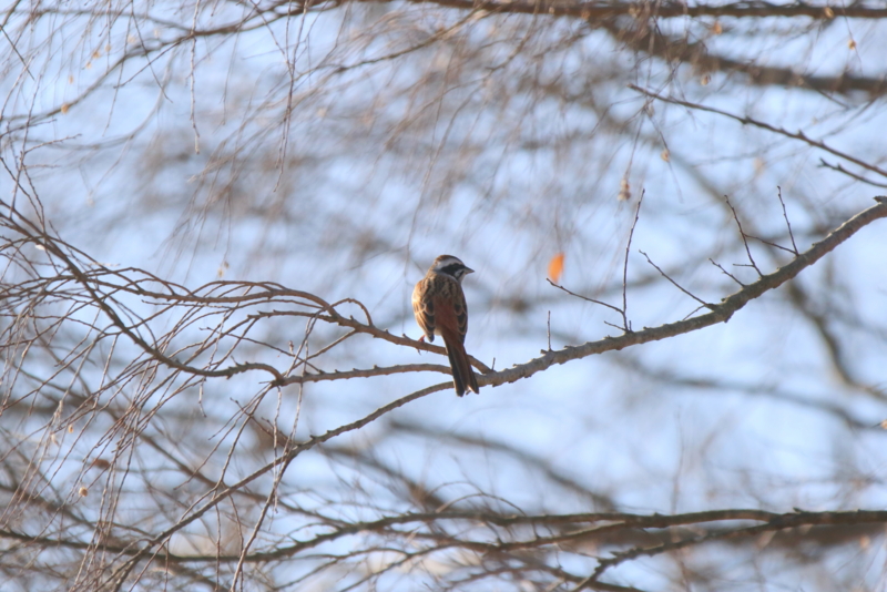 f:id:digibirds:20160119095614j:image f:id:digibirds:20160119095614j:image