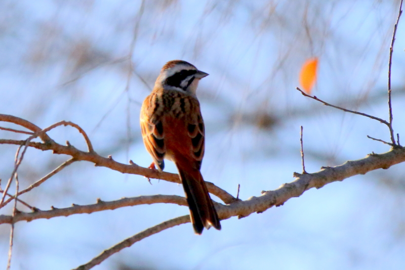 f:id:digibirds:20160119095650j:image f:id:digibirds:20160119095650j:image