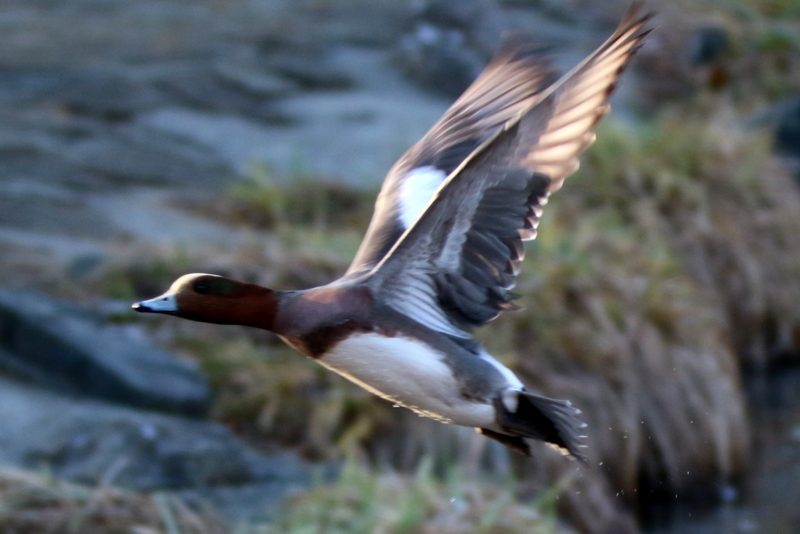 f:id:digibirds:20160120091057j:image f:id:digibirds:20160120091057j:image