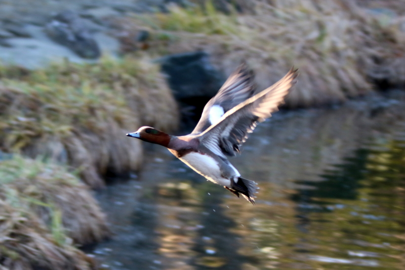 f:id:digibirds:20160120091105j:image f:id:digibirds:20160120091105j:image