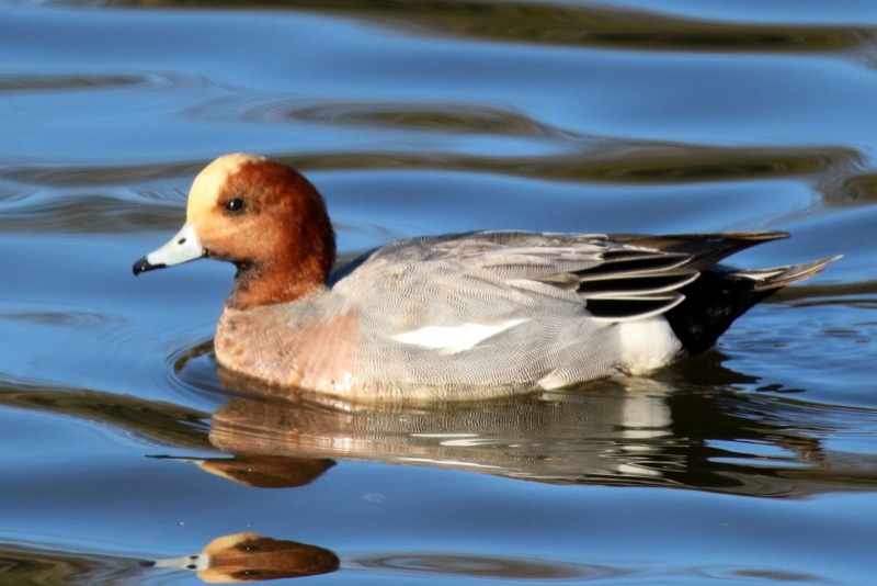 f:id:digibirds:20160120091130j:image f:id:digibirds:20160120091130j:image