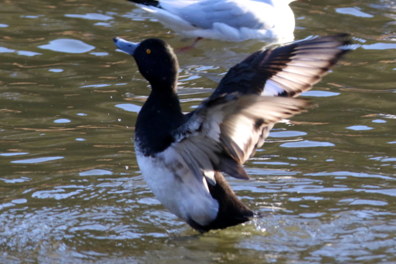 f:id:digibirds:20160122101934j:image f:id:digibirds:20160122101934j:image