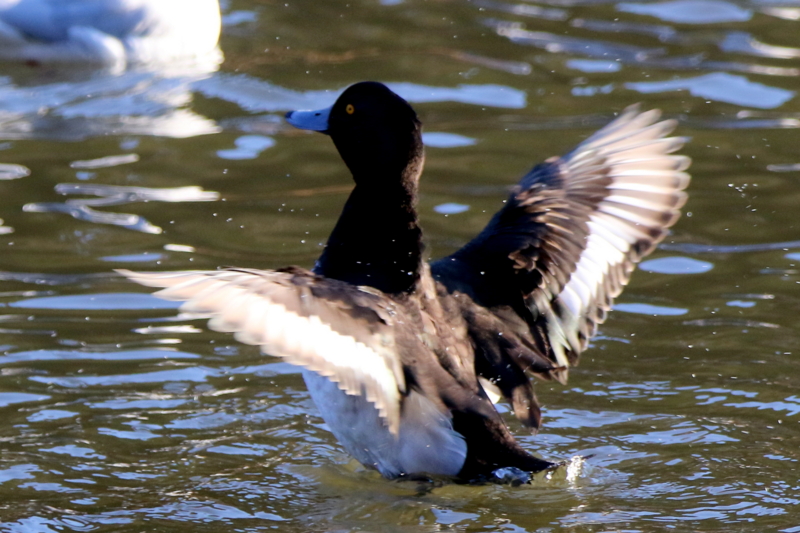 f:id:digibirds:20160122101945j:image f:id:digibirds:20160122101945j:image
