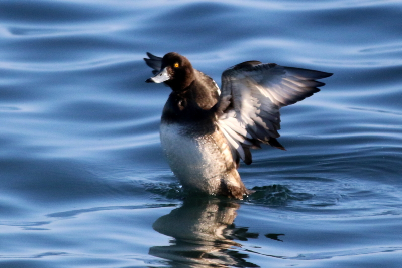 f:id:digibirds:20160122102206j:image f:id:digibirds:20160122102206j:image