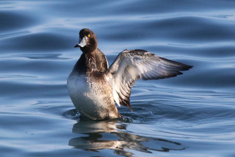f:id:digibirds:20160122102216j:image f:id:digibirds:20160122102216j:image