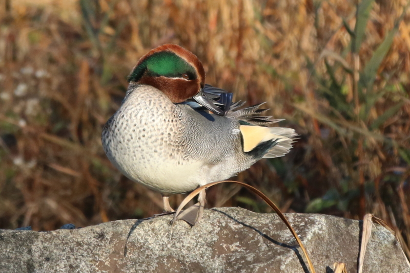 f:id:digibirds:20160123142716j:image f:id:digibirds:20160123142716j:image