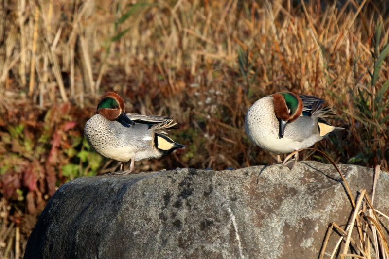 f:id:digibirds:20160123142720j:image f:id:digibirds:20160123142720j:image