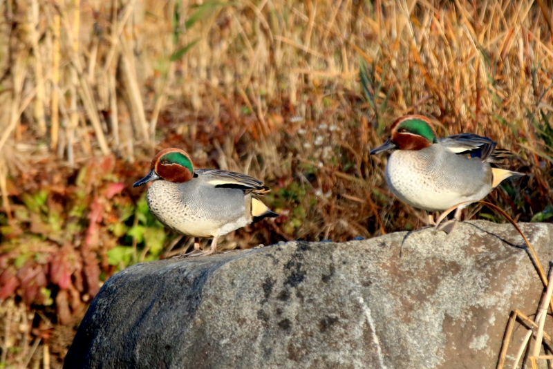 f:id:digibirds:20160123142738j:image f:id:digibirds:20160123142738j:image