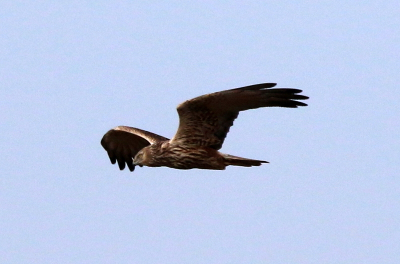 f:id:digibirds:20160131181748j:image