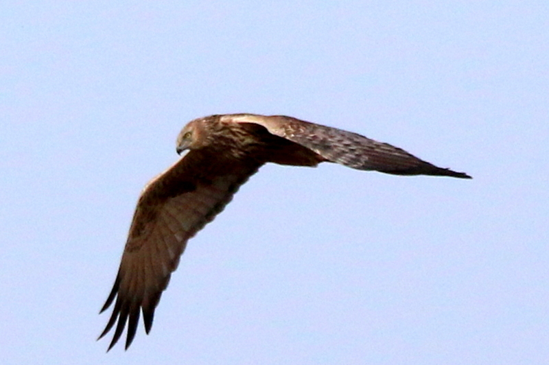 f:id:digibirds:20160131181750j:image