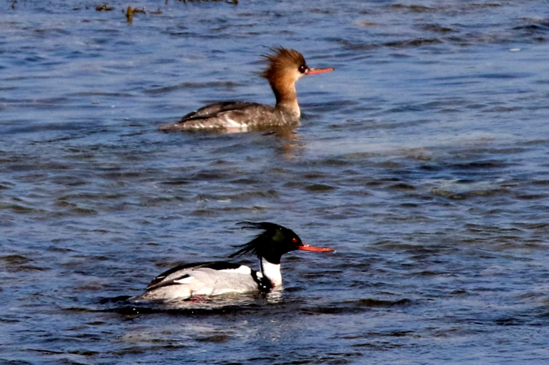 f:id:digibirds:20160215153340j:image