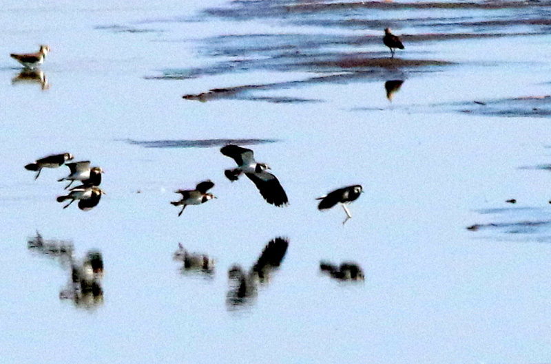 f:id:digibirds:20160216212408j:image f:id:digibirds:20160216212408j:image