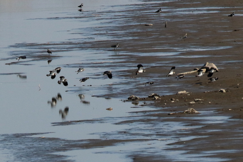 f:id:digibirds:20160216212411j:image f:id:digibirds:20160216212411j:image