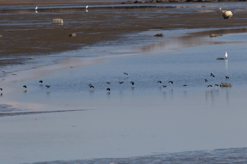 f:id:digibirds:20160216213053j:image f:id:digibirds:20160216213053j:image