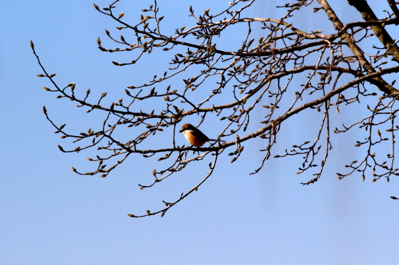 f:id:digibirds:20160217164454j:image