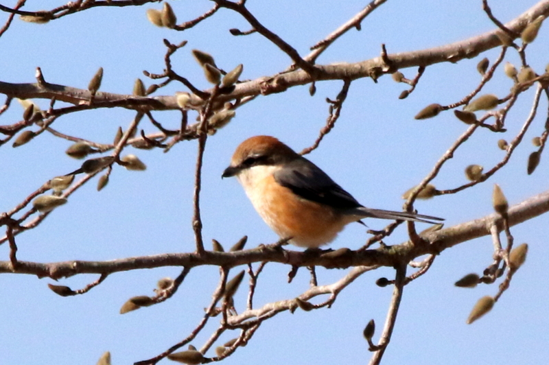 f:id:digibirds:20160217164516j:image