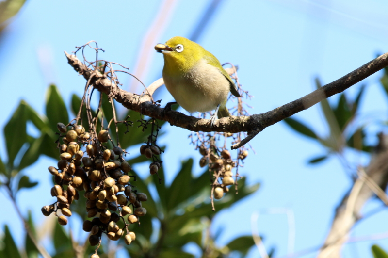 君が浜海岸の林のハゼノキの実を食べるメジロたち なかなかなかね野鳥と自然の写真館