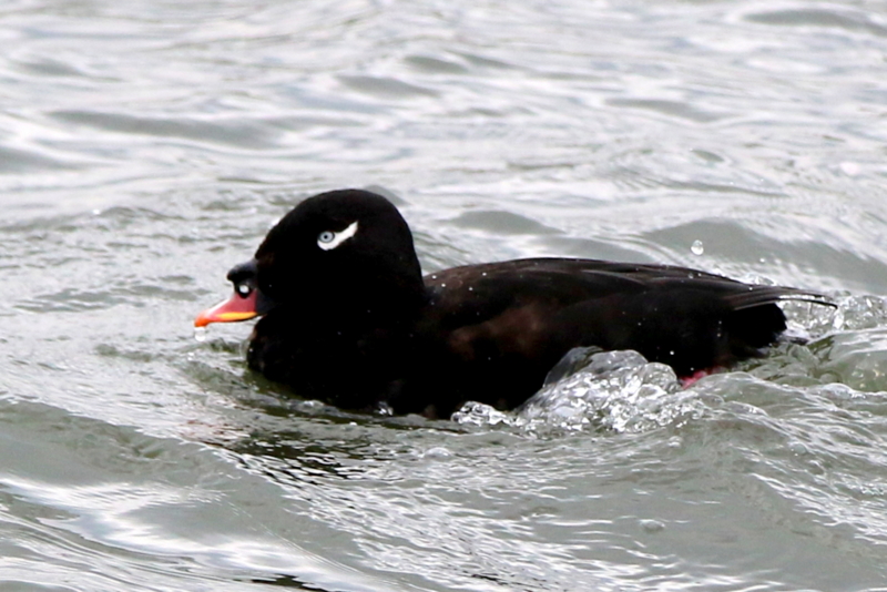 浦安市 日の出海岸のビロードキンクロ なかなかなかね野鳥と自然の写真館