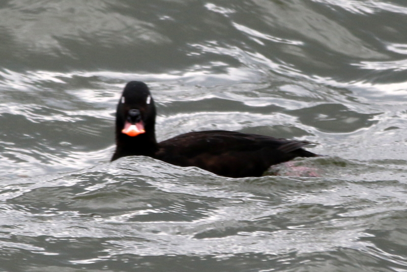 f:id:digibirds:20160314161429j:image