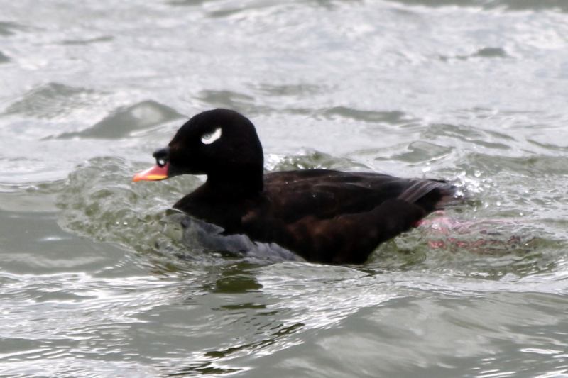 f:id:digibirds:20160314161433j:image