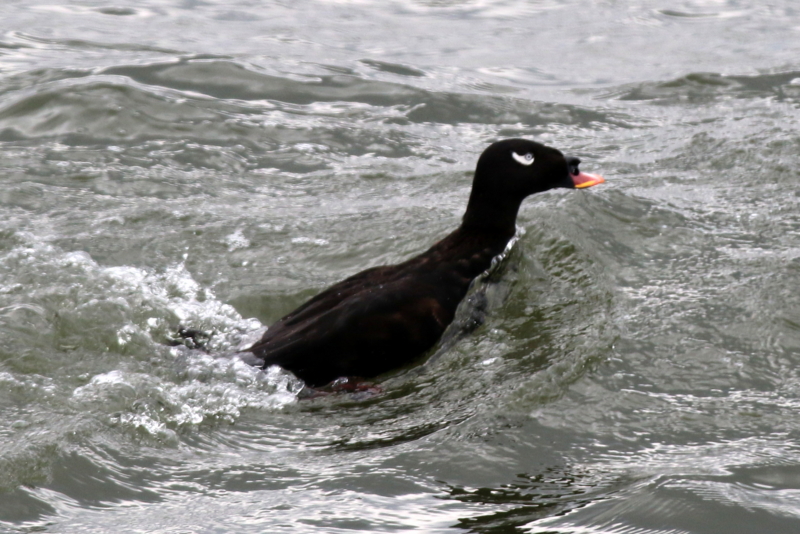 f:id:digibirds:20160314161439j:image