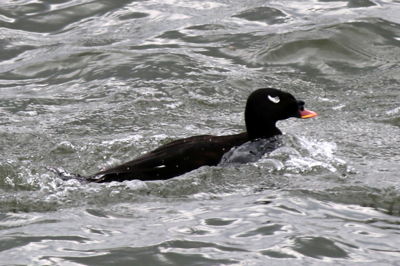 f:id:digibirds:20160314161445j:image