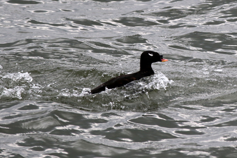 f:id:digibirds:20160314161454j:image