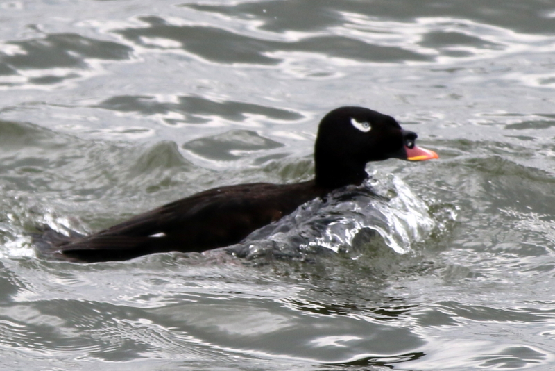 f:id:digibirds:20160314161505j:image