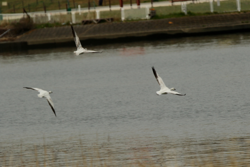 f:id:digibirds:20160317172000j:image