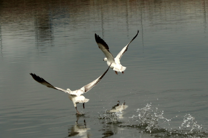 f:id:digibirds:20160317172110j:image