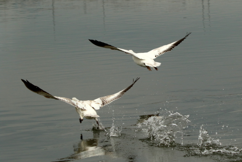 f:id:digibirds:20160317172139j:image