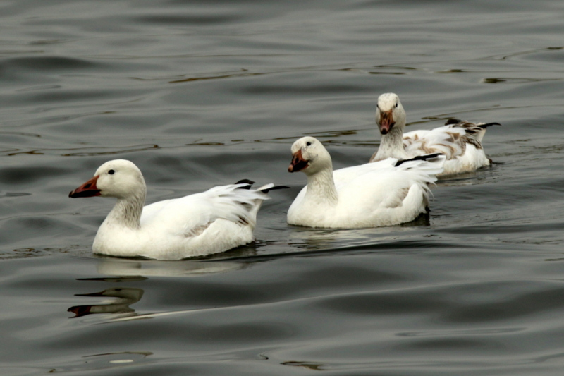 f:id:digibirds:20160317172203j:image